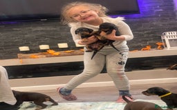 Dobermann dogs for sale: KC Reg European Doberman Pups Exceptional Line - Image 19