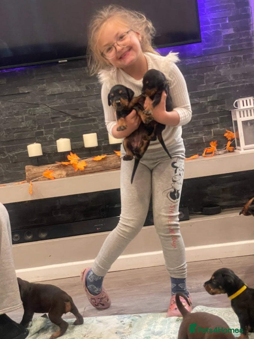 Dobermann dogs for sale: KC Reg European Doberman Pups Exceptional Line - Image 19