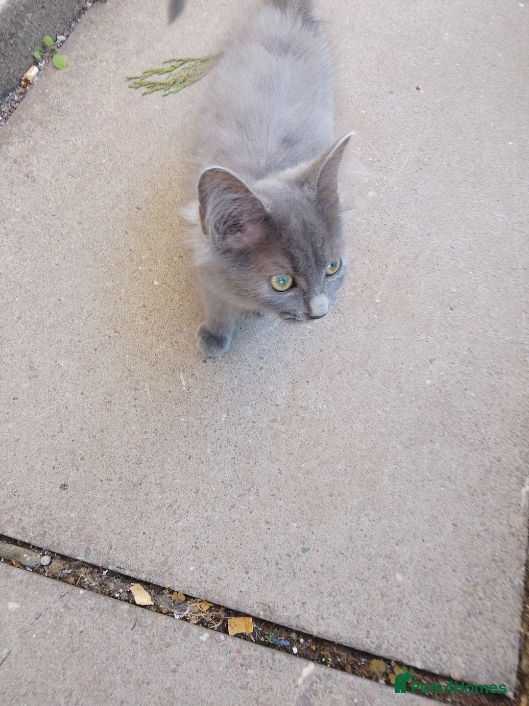 Russian Blue cats for sale: Kittens  - Image 1