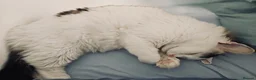 Mixed Breed cats for adoption: Leo and Spike - gentle giants need a cuddly home - Advert 14