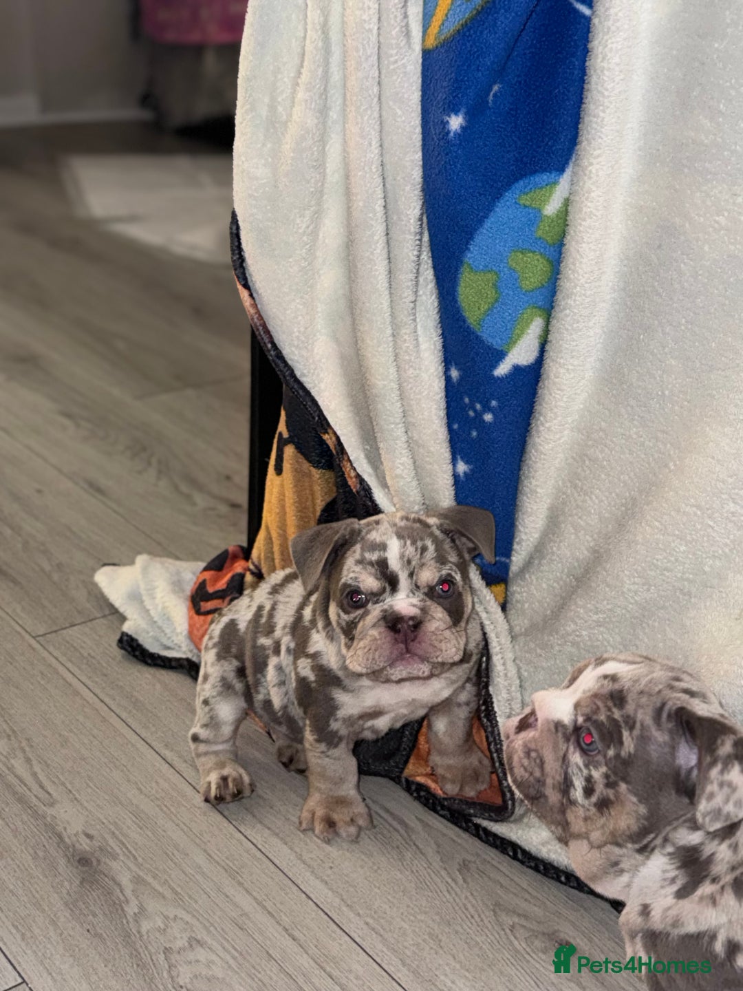 English Bulldog dogs for sale: English Bulldogs ready to leave 10/12/25  - Advert 30