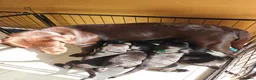 Labrador Retriever dogs for sale: Beautiful Black Labrador Boys Ready Soon - Advert 25