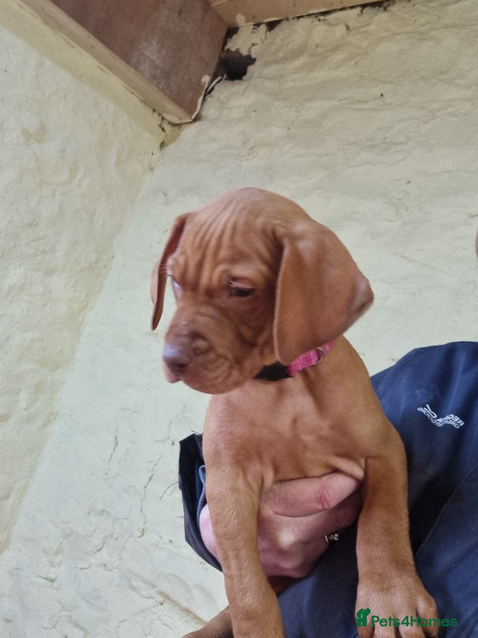 Hungarian Vizsla dogs Beautiful KC Registered Hungarian Vizsla Puppies  - Advert 2