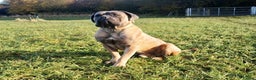 Cane Corso dogs for stud: Beautiful Heavy Cane corso Male for Stud  in Tewkesbury - Advert 1