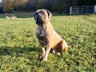 Cane Corso dogs Beautiful Heavy Cane corso Male for Stud in Tewkesbury - Advert 1