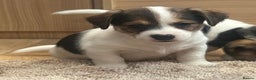 Jack Russell dogs for sale: Gorgeous short-legged Jack Russell Puppies! - Advert 5