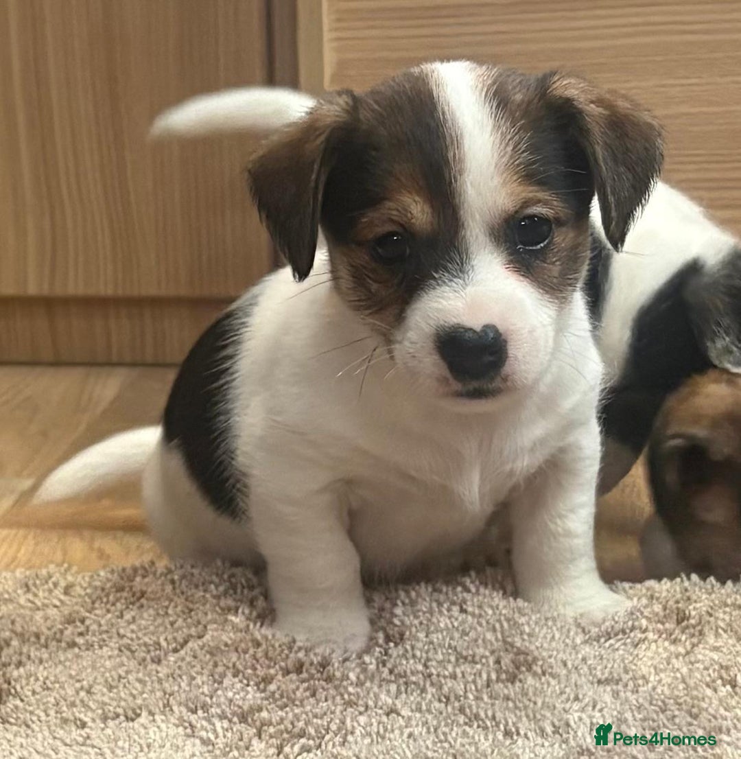 Jack Russell dogs for sale: Gorgeous short-legged Jack Russell Puppies! - Advert 5