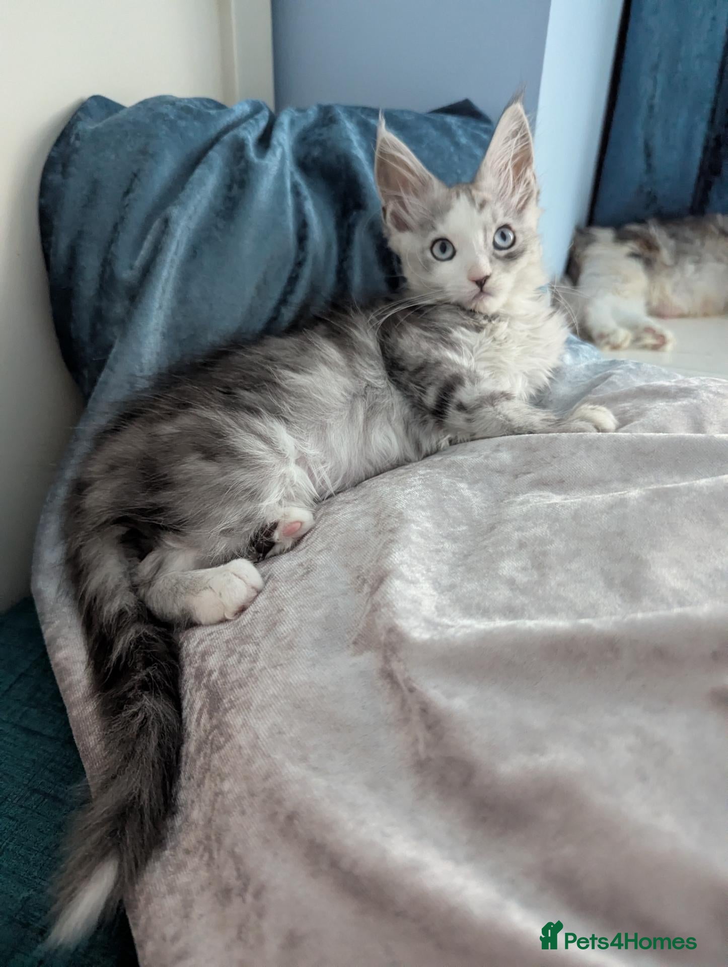 Maine Coon cats Maine Coon Pedigree Kittens  - Advert 1