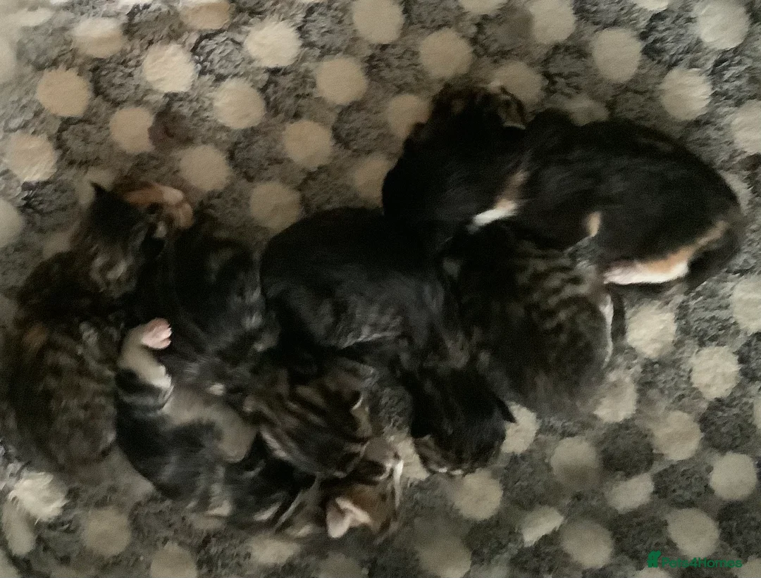 Maine Coon cats for sale: Mainecoon Cross  - Advert 4