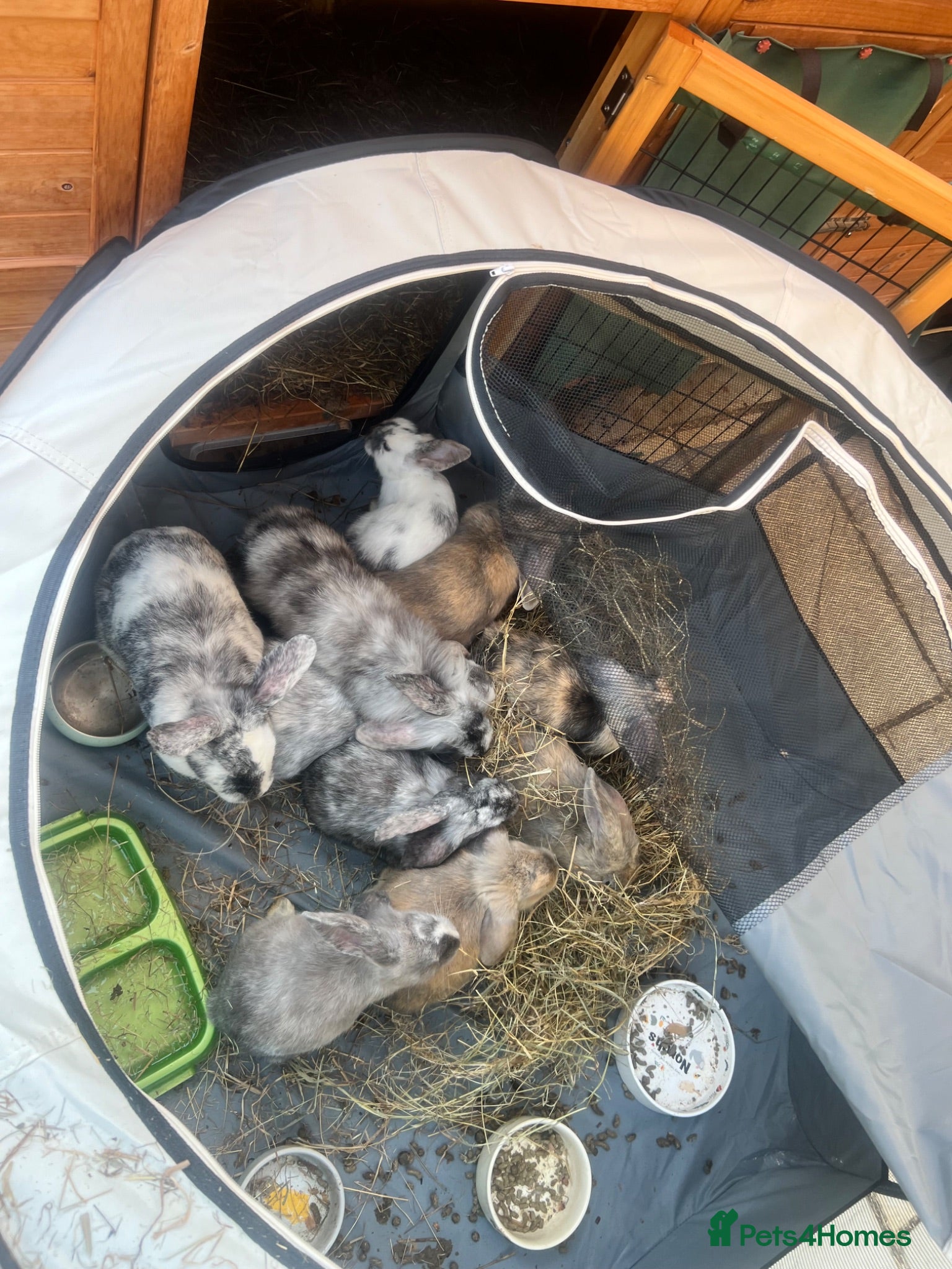 Mixed Breed rabbits 14 week old Dwarf Lop x Lionhead - Advert 19