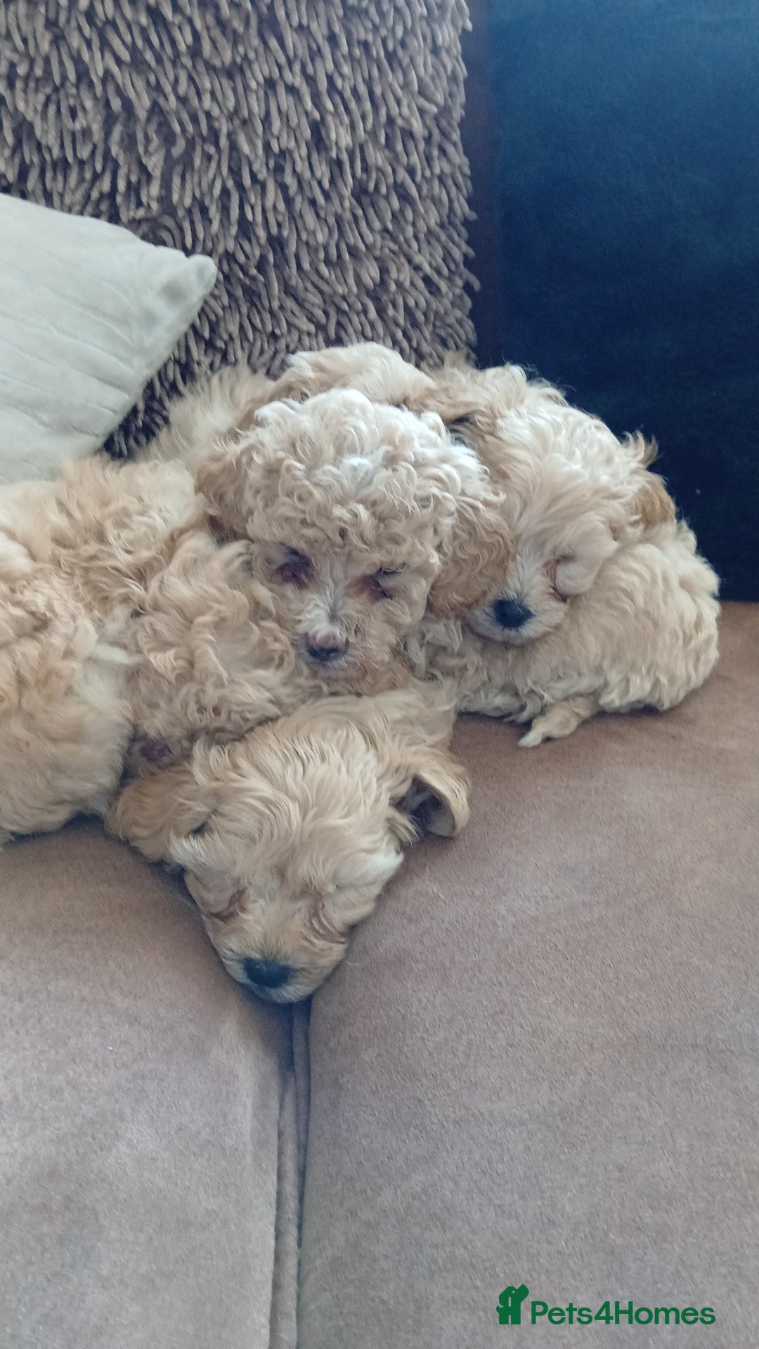 Maltipoo dogs for sale: Maltypoo pups - Advert 16