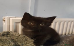 Mixed Breed cats for sale: Gorgeous Ragamuffin x kittens. - Image 5