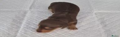 Dachshund 6