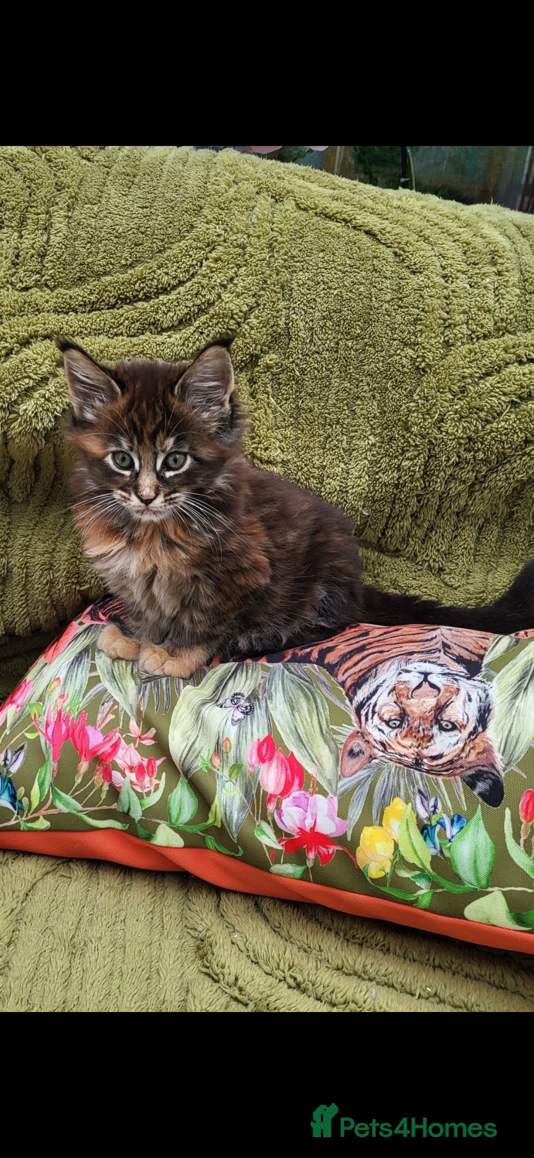 Maine Coon cats Pedigree Maine Coon kittens - Advert 1