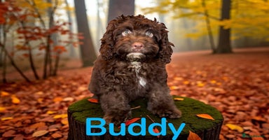 Cockapoo dogs - Advert 4