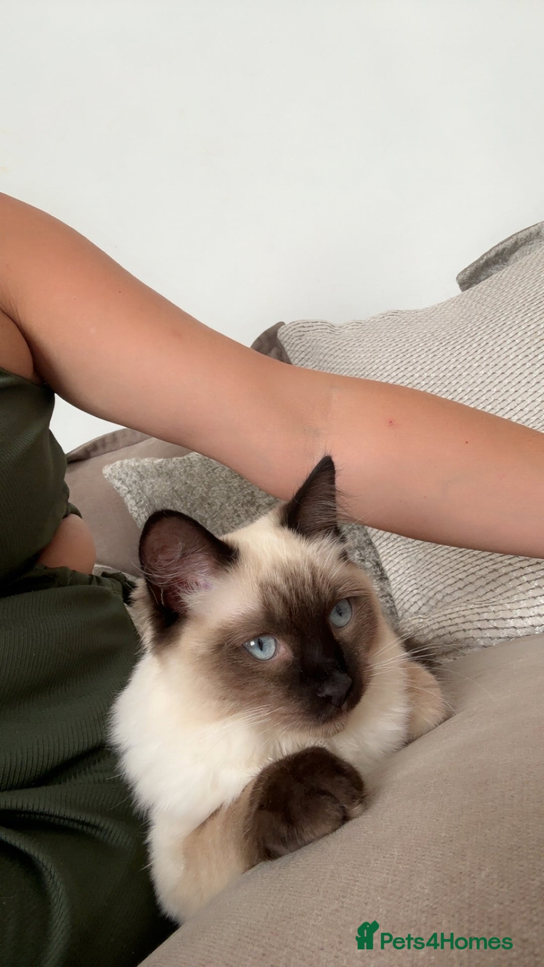 Ragdoll cats for sale: 17 week old male ragdoll kitten - Image 6