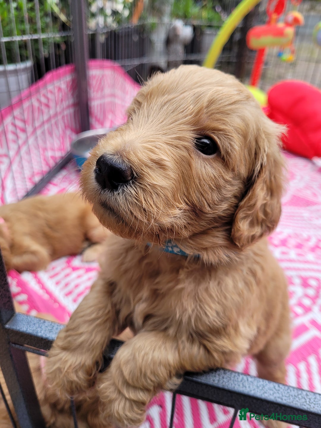 Goldendoodle dogs for sale: Goldendoodle puppies, beautiful boys and girls. - Image 4