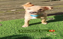 Patterjack dogs for sale: Buddy(Turtle) Patterjack puppy - Image 4
