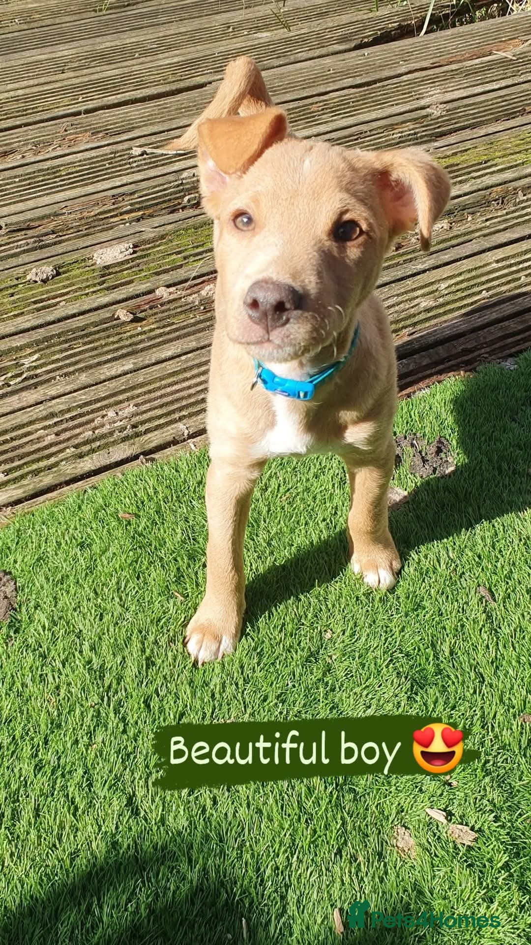 Patterjack dogs for sale: Buddy(Turtle) Patterjack puppy - Image 4