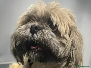 Shihpoo dogs 6 beautiful fluffy puppies - Advert 4