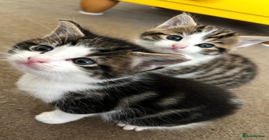 Mixed Breed cats - Advert 7