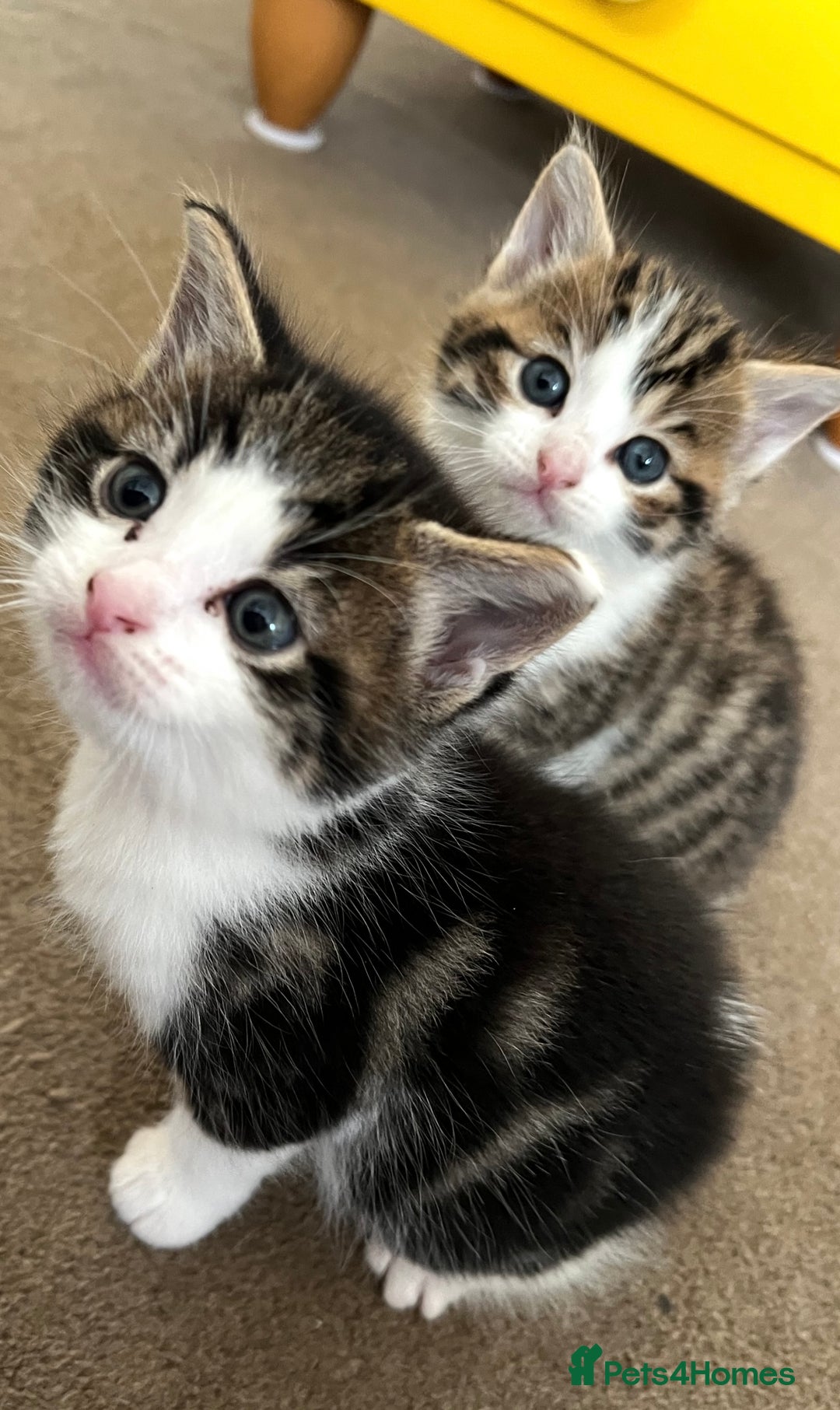 Mixed Breed cats for sale: READY NOW, 3 BEAUTIFUL TABBY BOYS (with Bengal)  - Image 3