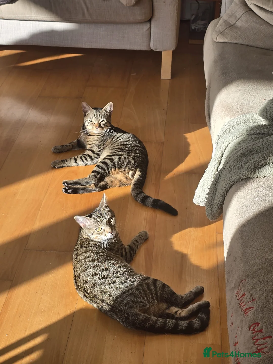 American Shorthair cats for sale: 5 female tabbys  in Morden - Advert 8