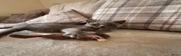 Brazilian Shorthair cats for sale: 9 week old British short hair kitten  in Llanelli - Advert 2