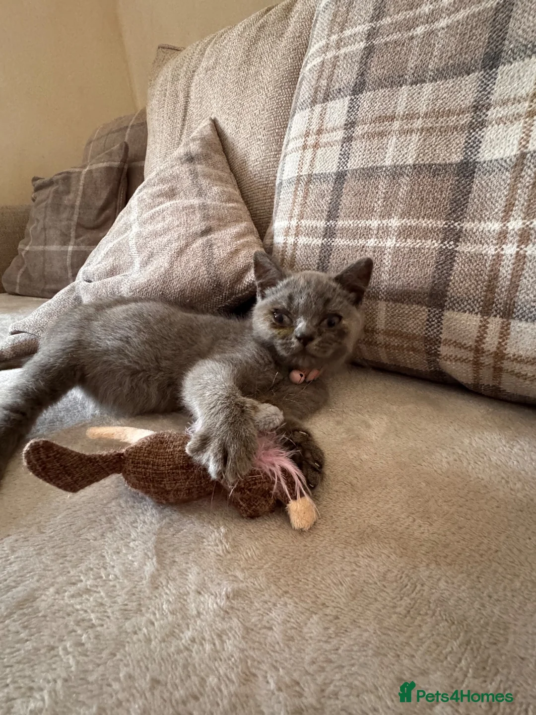 Brazilian Shorthair cats for sale: 9 week old British short hair kitten  in Llanelli - Advert 2
