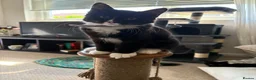 Mixed Breed cats for sale: TWO BLACK KITTENS (4/5 months old)  - Advert 2