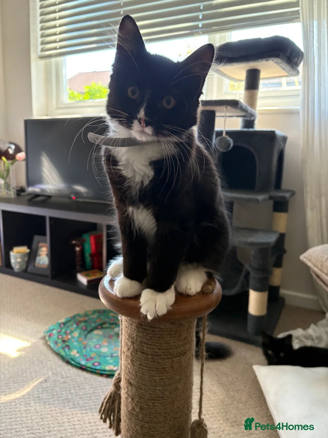 Mixed Breed cats for sale: TWO BLACK KITTENS (4/5 months old)  - Advert 2