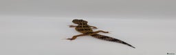 Leopard Gecko reptiles for sale: Black Night Cross Leopard Gecko  - Advert 16