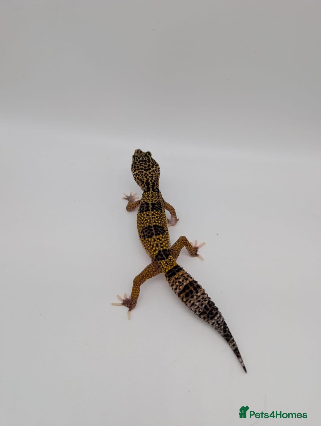 Leopard Gecko reptiles for sale: Black Night Cross Leopard Gecko  - Advert 16