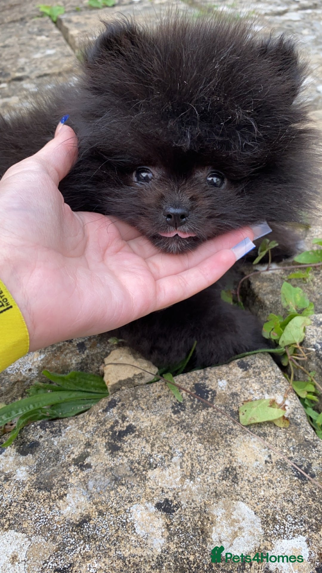 Pomeranian dogs for sale: Gorgeous tiny male Pomeranian puppy - Rocko - Image 3