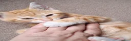 Mixed Breed cats for sale: Rare beautiful ginger tabby girl in Harlow - Advert 25