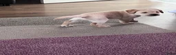 Labrador Retriever dogs for sale: 1 Beautiful Labrador Puppy  - KC Registered  - Advert 5