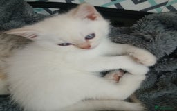 British Shorthair cats for sale: British shorthair - Image 10