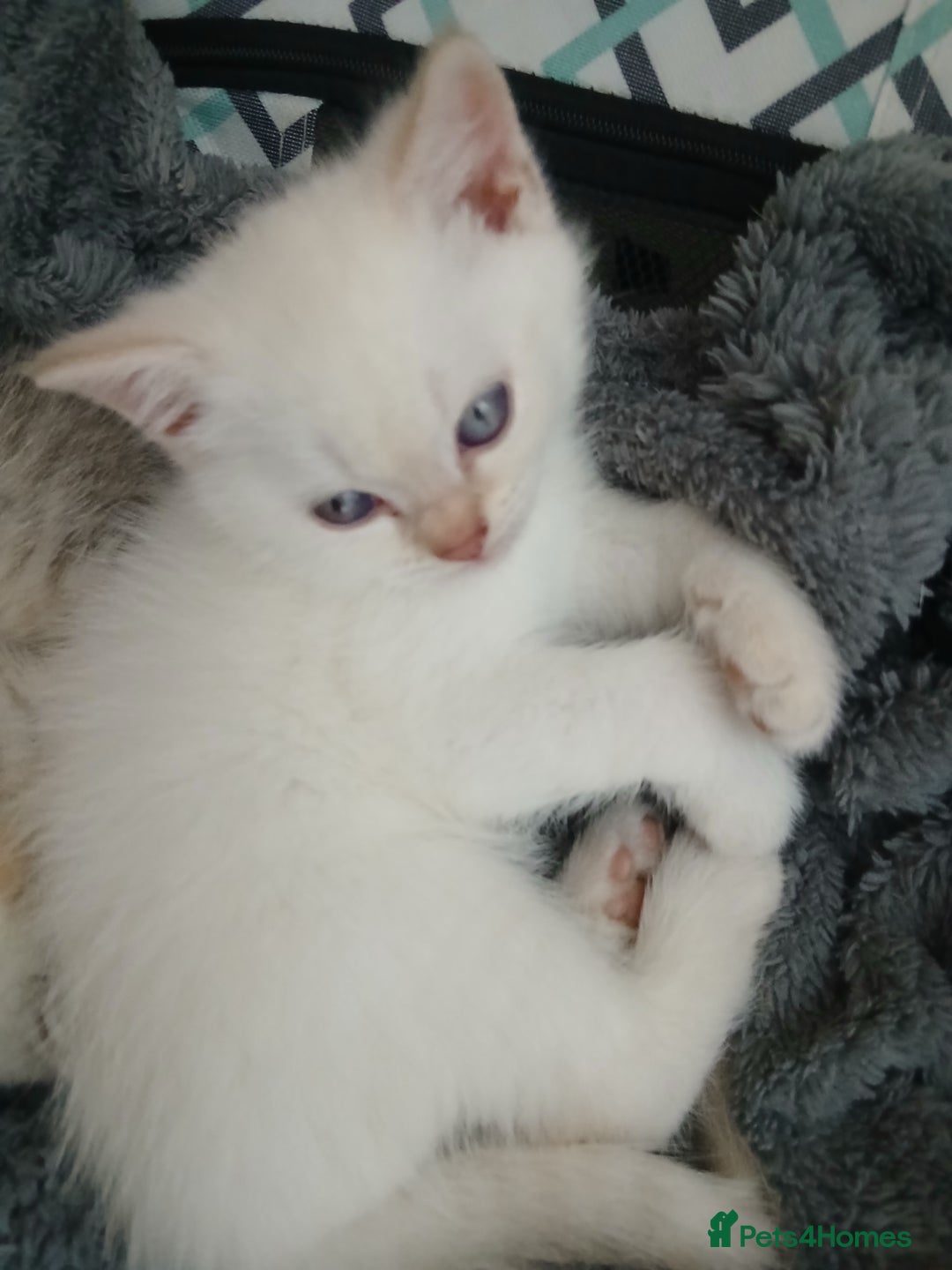 British Shorthair cats for sale: British shorthair - Image 10