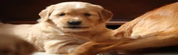 Golden Retriever dogs for sale: KC Registered Working Golden Retriever Puppies - Advert 15