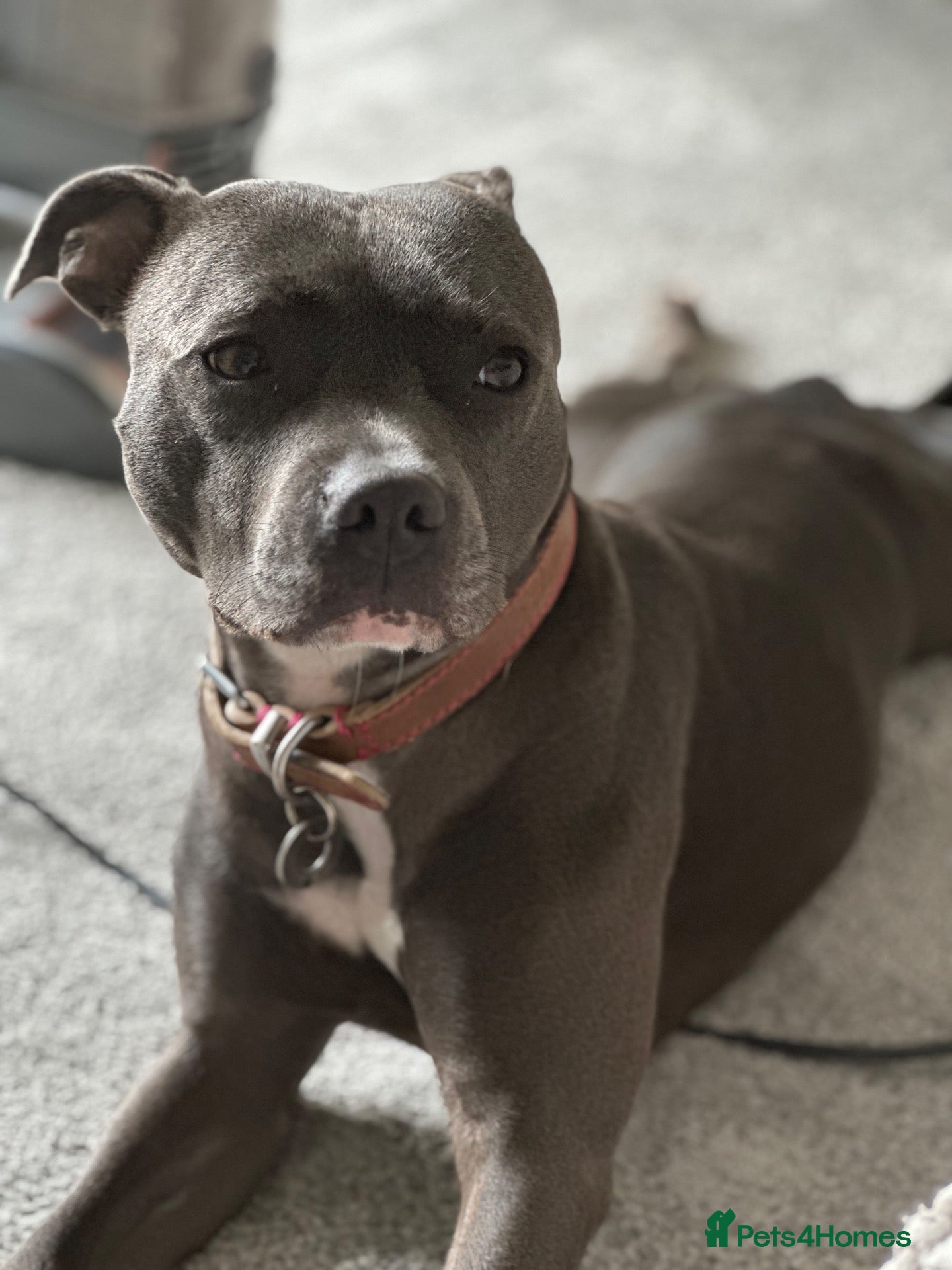 Staffordshire Bull Terrier dogs Female Staffordshire bull terrier  - Advert 1