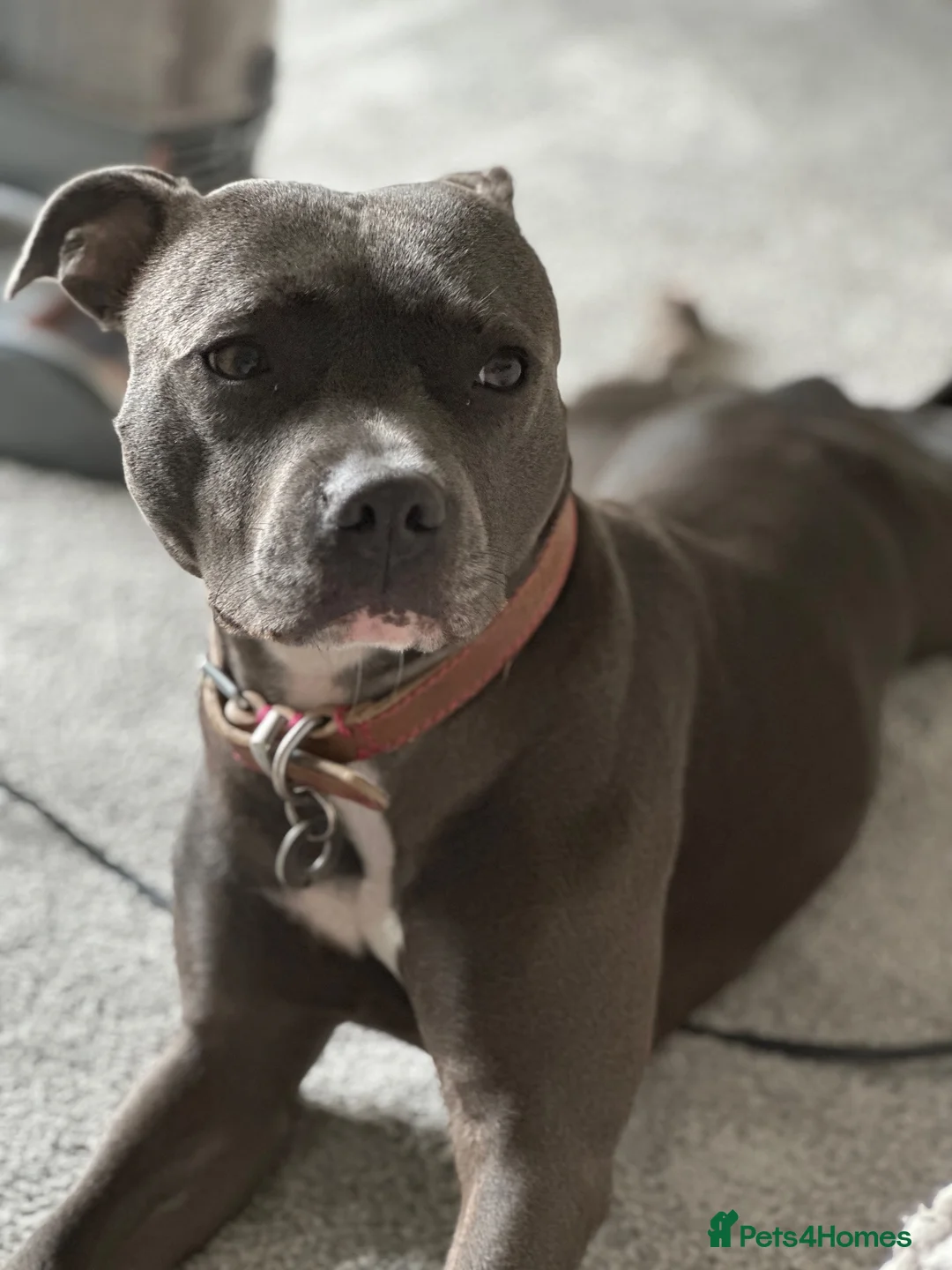 Staffordshire Bull Terrier dogs for sale: Female Staffordshire bull terrier  in Woodhall Spa - Advert 1