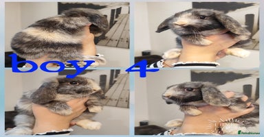 Mini Lop rabbits - Advert 16
