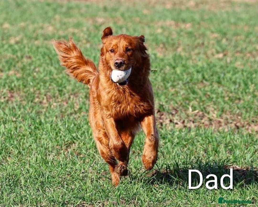 Golden Retriever dogs for sale: Golden retriever puppies arriving in 3,5 weeks! - Advert 3