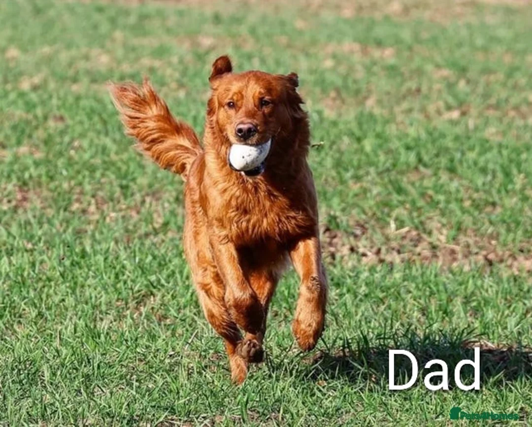 Golden Retriever dogs for sale: Golden Retriever puppies- 3 weeks old - Advert 5