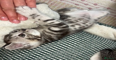 Scottish Fold cats - Advert 9
