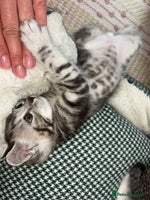 Scottish Fold cats - Advert 9