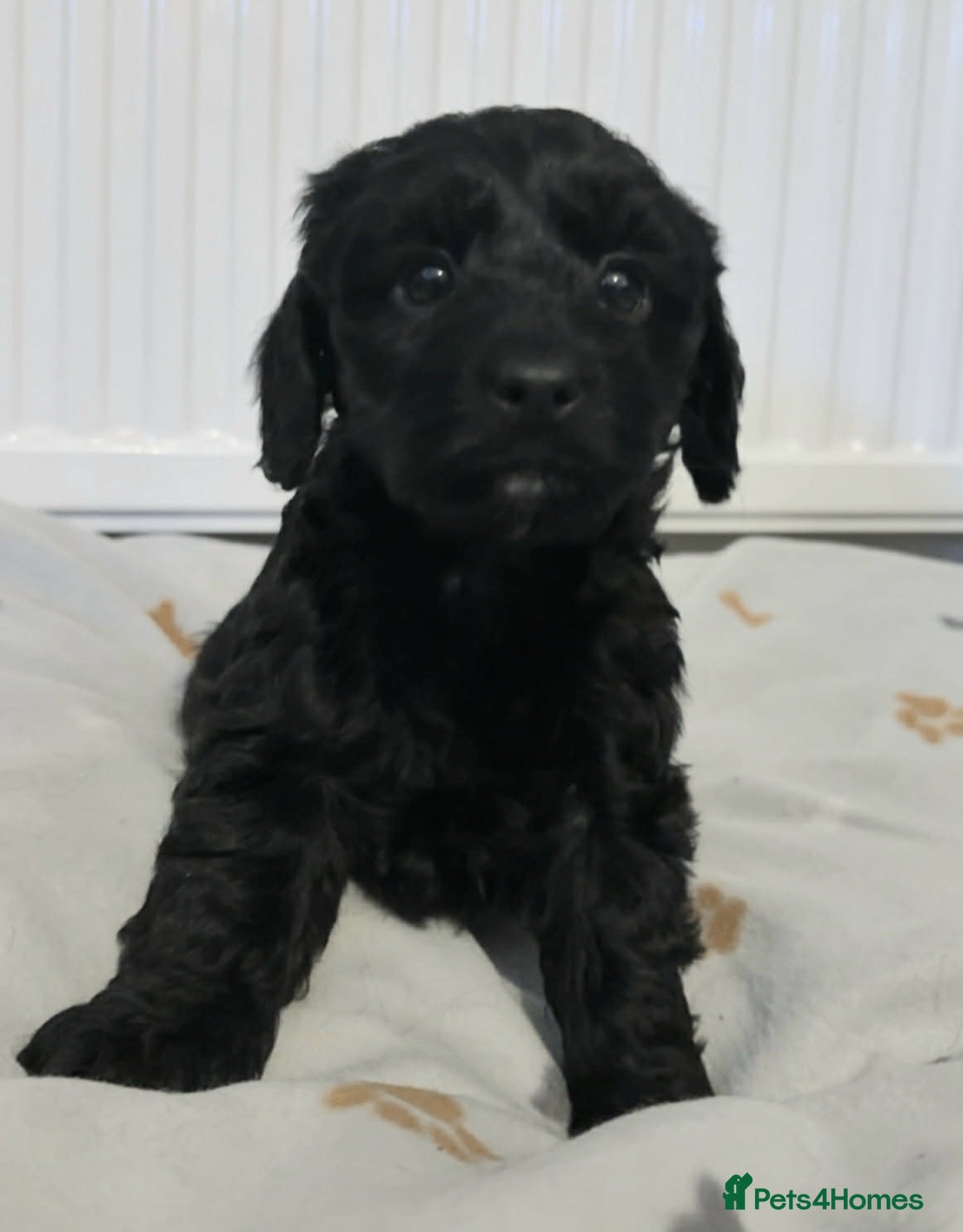 Cockapoo dogs F1 small Cockerpoo / Cockapoo puppies. 😍 - Advert 6