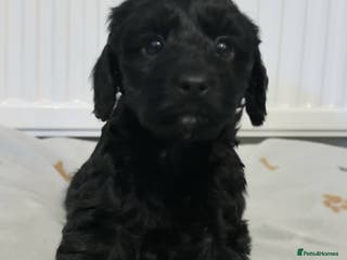 Cockapoo dogs F1 small Cockerpoo / Cockapoo puppies. 😍 - Advert 6