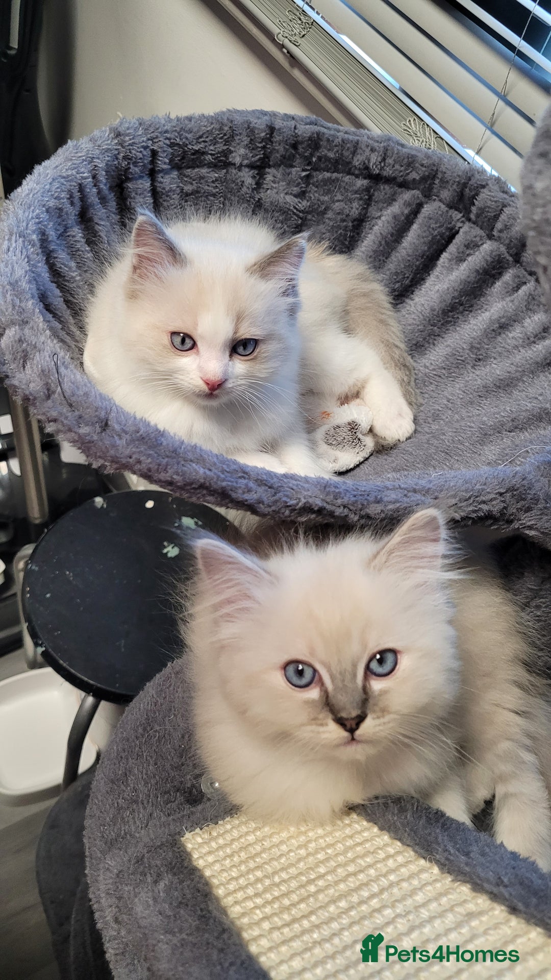 Ragdoll cats for sale: 🐾😺 3 Fluffy Ragdoll Kittens Waiting for You ♥♥♥ - Image 22