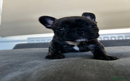French Bulldog dogs for sale: FrenchAngels 👼🏼🐾 - Image 16